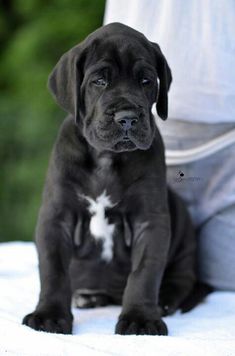 a black puppy sitting on top of a bed