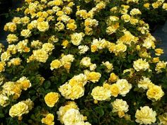 many yellow roses are growing in the garden