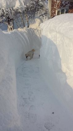 a dog is standing in the deep snow