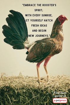 a bird with its wings spread standing on top of some hay and looking at the camera