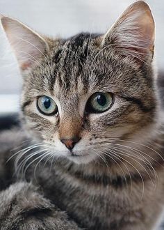 a close up of a cat laying on top of a bed next to a window