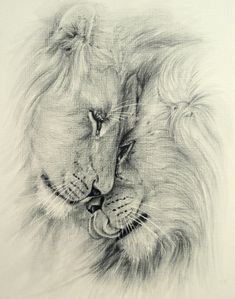 a pencil drawing of two lions with their heads touching each other's noses,