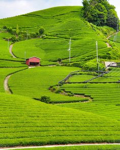 a lush green hillside covered in lots of trees