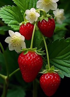 three strawberries with white flowers and green leaves