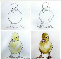 four drawings of different types of chickens