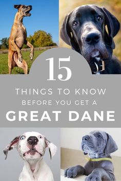 the top ten things to know before you get a great dane