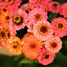 a bunch of pink and orange flowers with green leaves in the backgroung