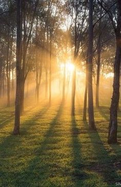 the sun is shining through the trees and grass