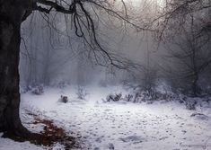 a snow covered field with trees and bushes in the foreground on a foggy day