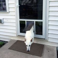 a white dog standing on top of a door mat