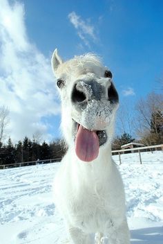 a white horse standing in the snow with its tongue out and it's mouth open