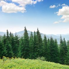 pine trees in the mountains under a blue sky with clouds royalty illustration stock images and clippings