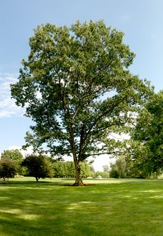 a large tree in the middle of a grassy field