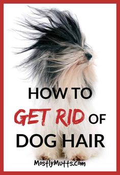 the words how to get rid of dog hair