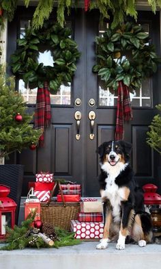 a dog sitting in front of a black door surrounded by christmas wreaths and presents