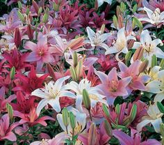 many pink and white flowers are blooming together