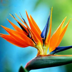 an orange and blue bird of paradise flower