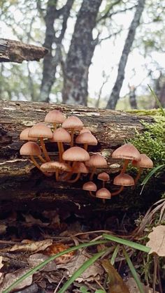 a group of mushrooms sitting on top of a tree log in the forest next to some grass