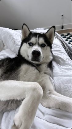 a husky dog laying on top of a bed