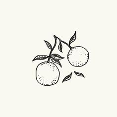 two oranges on a branch with leaves drawn by hand in black and white ink