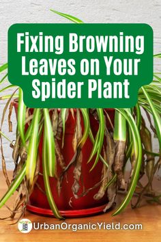 a spider plant in a red pot with the words fixing browning leaves on your spider plant