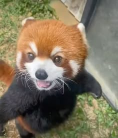 a red panda bear standing on it's hind legs with its paws in the air