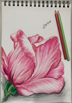 a drawing of a pink flower with two colored pencils