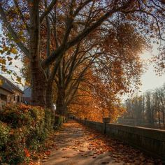 an autumn scene with leaves on the ground