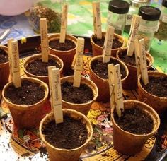 small potted plants with name tags on them sitting on a table in front of other pots