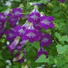 purple flowers are blooming in the garden