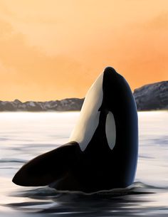 an orca swimming in the water at sunset