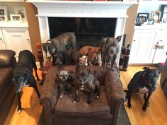 a group of dogs sitting on top of a brown couch