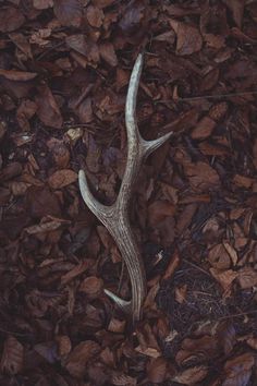 a deer antler laying on the ground surrounded by leaves