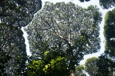 looking up at the tops of several trees