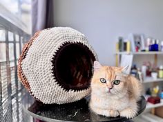 an orange and white cat sitting on top of a table next to a round object