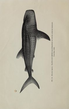 a drawing of a whale is shown in black and white