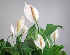 white flowers and green leaves in a vase