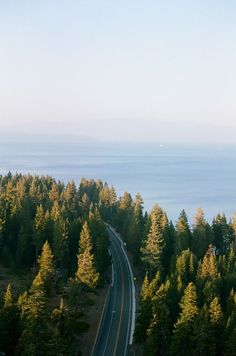 an aerial view of a road in the middle of pine trees and water behind it