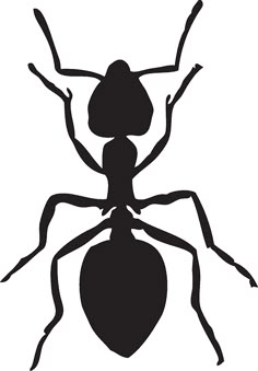 an ant bug silhouetted against a white background