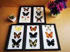 four framed butterflies sitting on top of a table next to a vase with purple flowers