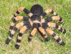 a large brown and black spider sitting on top of green grass