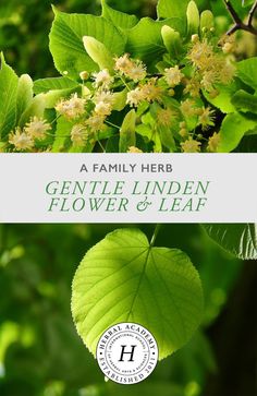 a family herb gentle linden flower and leaf