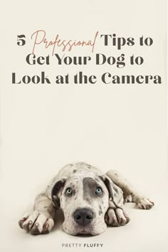 a dog laying down with the words 5 professional tips to get your dog to look at the camera