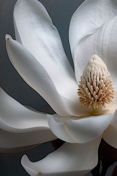 a large white flower with brown stamens