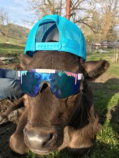 a brown cow wearing sunglasses and a blue hat sitting on top of it's head