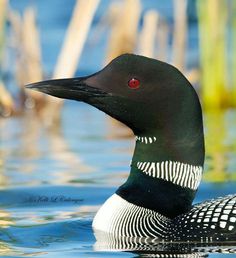 a black and white bird with red eyes swimming in the water next to reeds