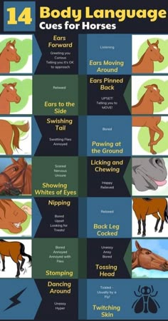 the four body language rules for horses are shown in this screenshoter's guide