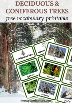 four cards with pictures of trees and the words, deciduous & coniferous trees free printable