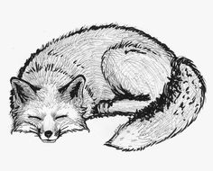 a black and white drawing of a sleeping fox