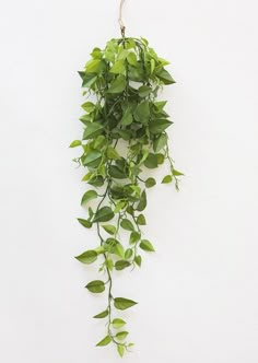 a green plant hanging from the side of a white wall